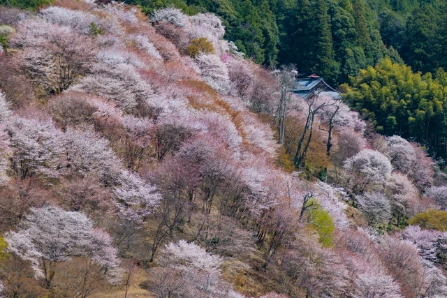 Yoshino Mountain