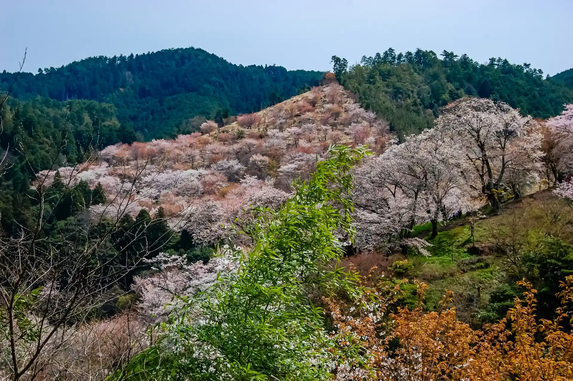 Yoshino Mountain