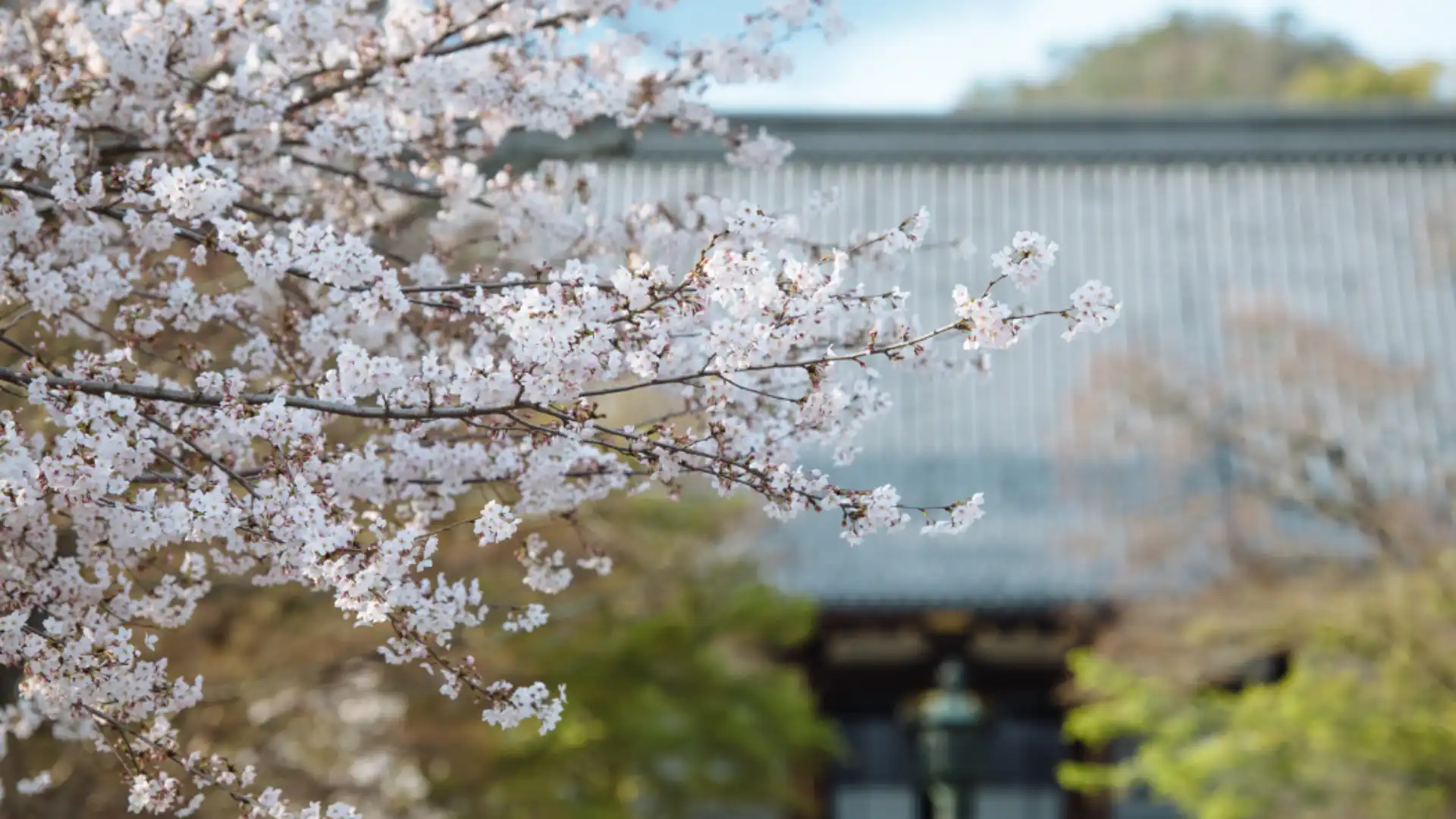 Japanese Wedding Seasons: Spring