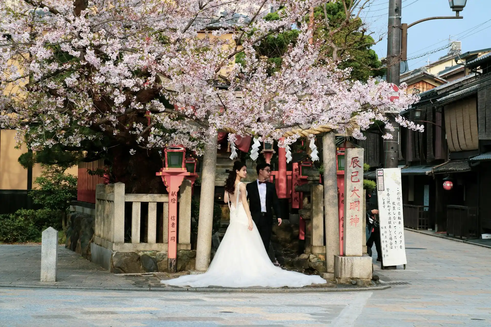 Couple in wedding attire standing beneath cherry blossoms at a traditional Japanese shrine entrance.
