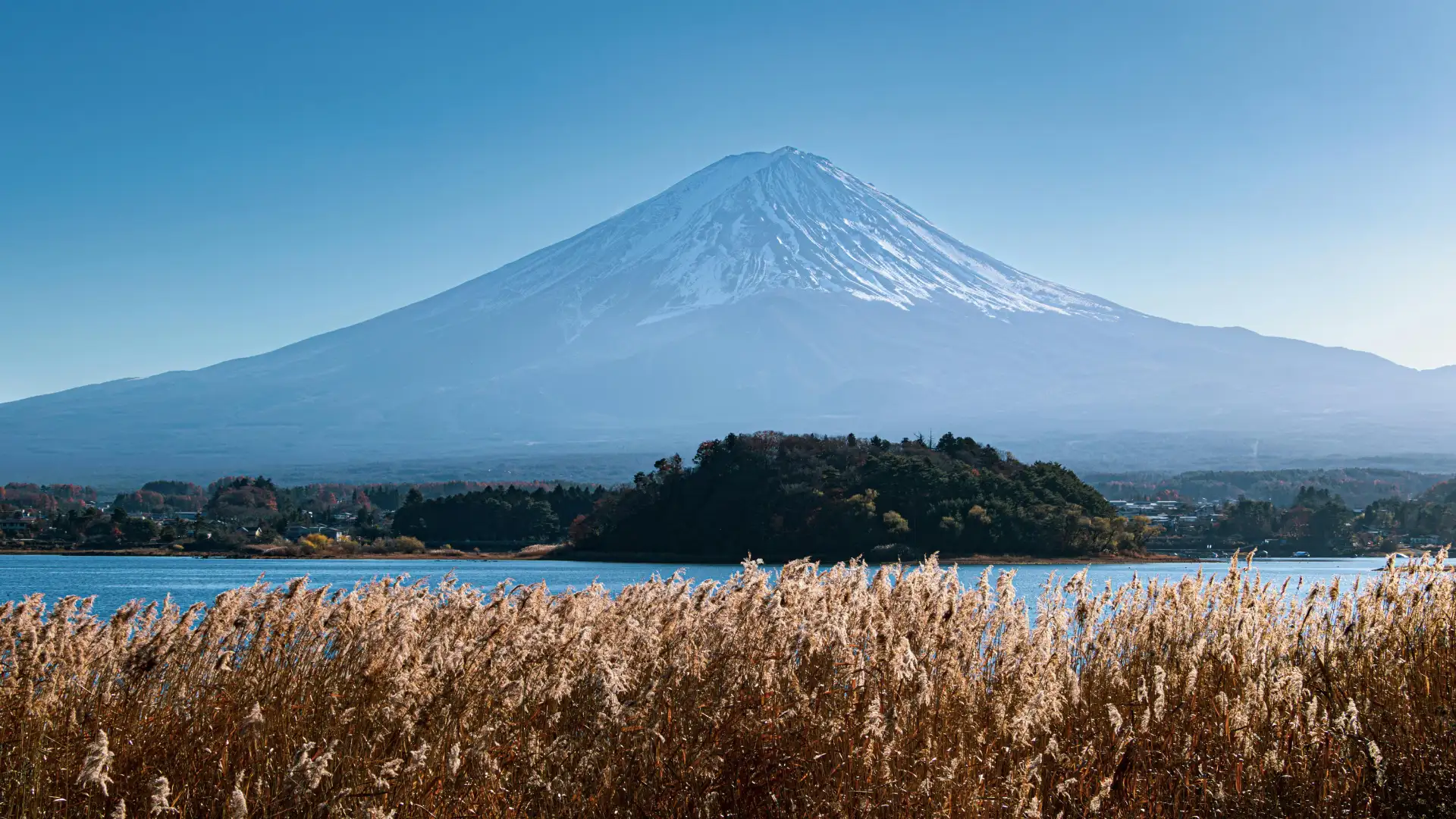 Majestic Mount Fuji rising over Kawaguchiko Lake with golden pampas grass in the foreground under clear blue autumn skies.