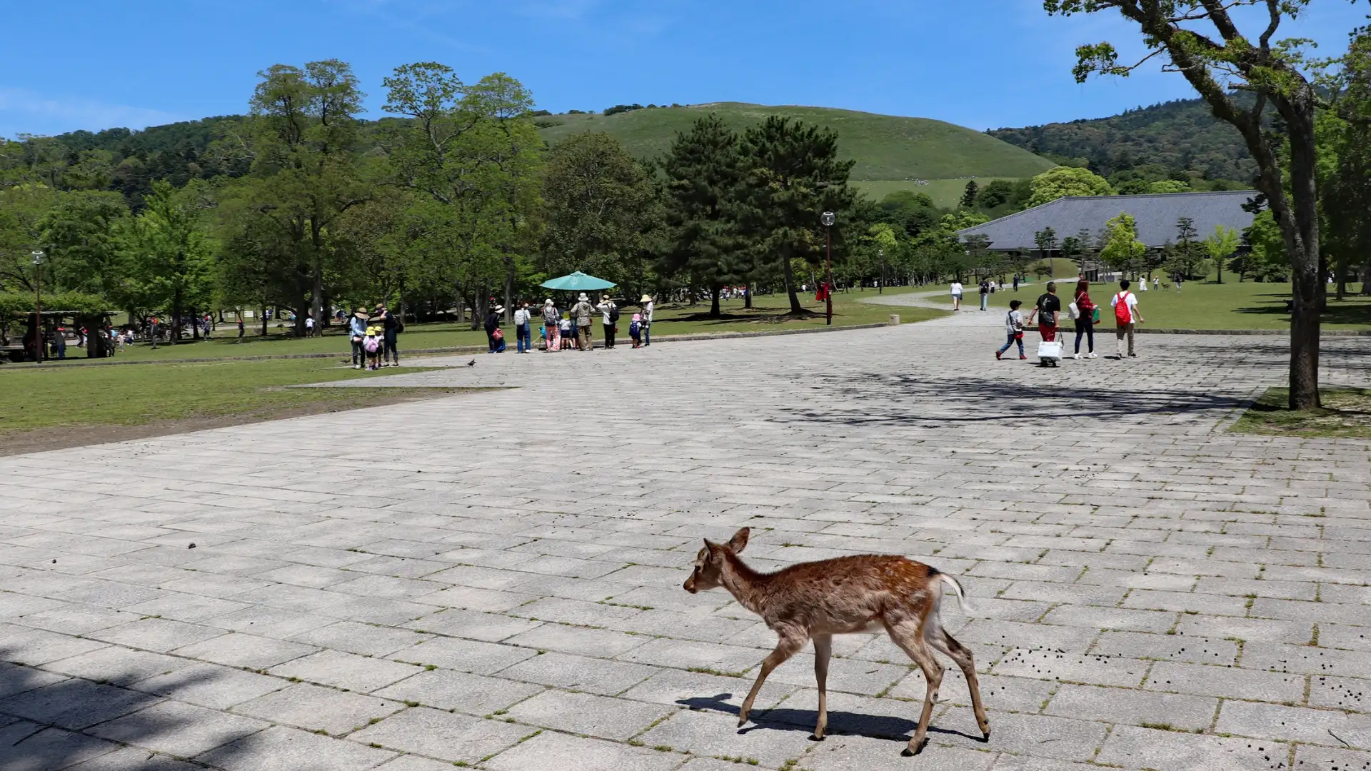 Friendly deer roaming freely in Nara Park under blue skies, with ancient temple grounds and green hills in the background.