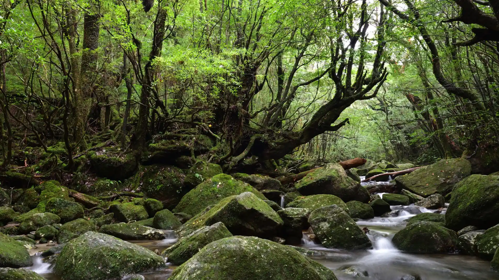 Mystical ancient cedar forest in Yakushima Island, moss-draped trees and clear mountain streams creating a serene, romantic atmosphere.