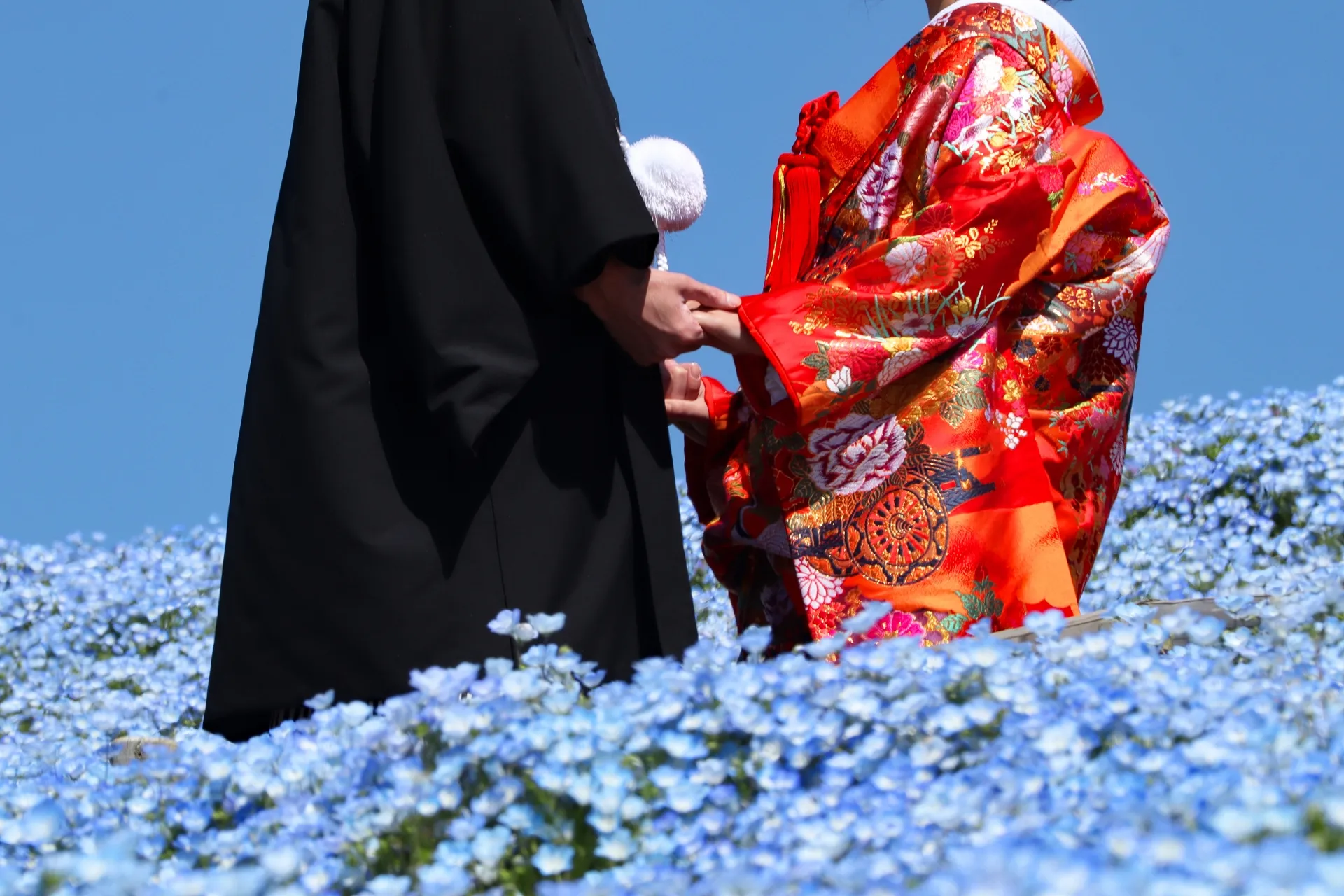Japanese couple in traditional wedding attire, bride wearing vibrant red iro uchikake, standing in a field of blue nemophila flowers.