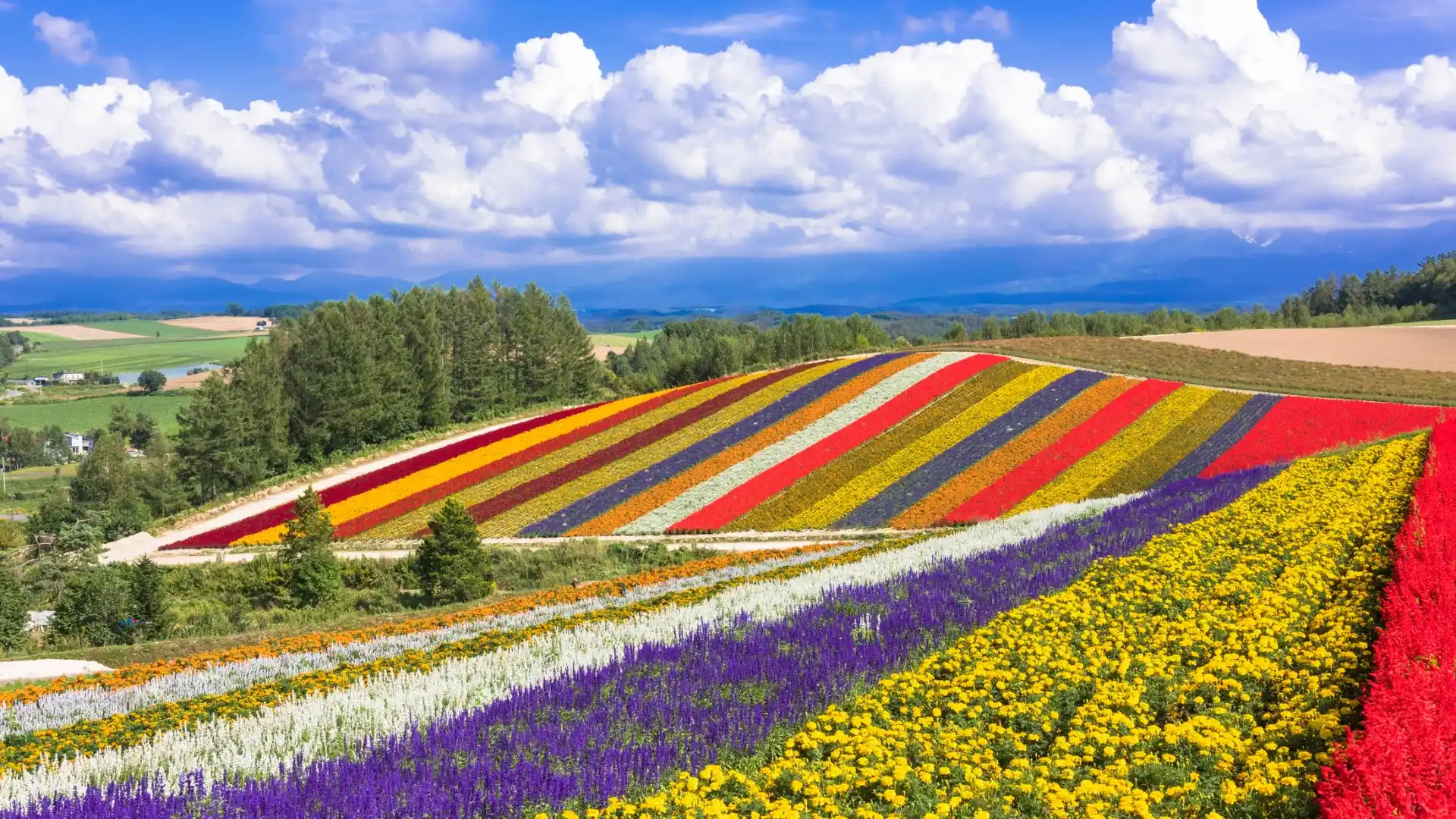 Vibrant multicolored flower fields at Shikisai no Oka in Furano/Biei, Hokkaido with dramatic mountain backdrop under blue sky