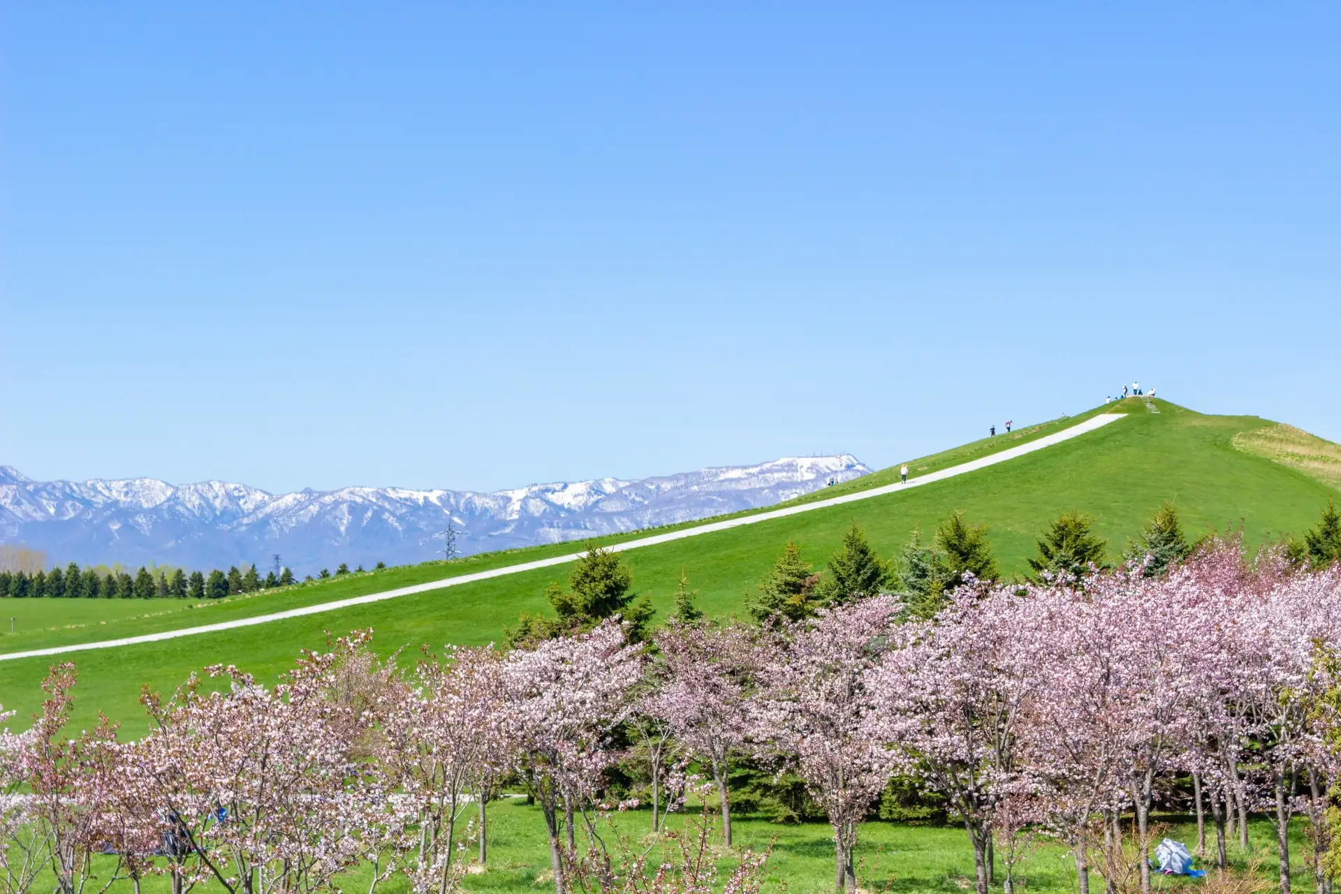 Mt. Moere hill at Moerenuma Park with cherry blossoms in spring, panoramic view of snow-capped mountains in the background, Sapporo Hokkaido